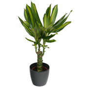 Dracaena Massangeana + Anthracite Cachepot